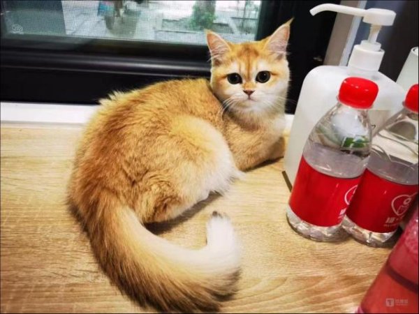 炒股配资官网网址 你养的宠物猫，正在暴露你的钱包余额